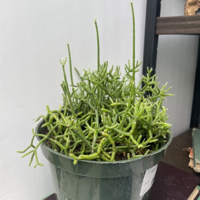 rhipsalis oenoe guia completa