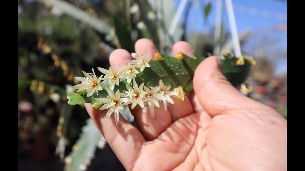 rhipsalis olivascens cuidados y caracteristicas