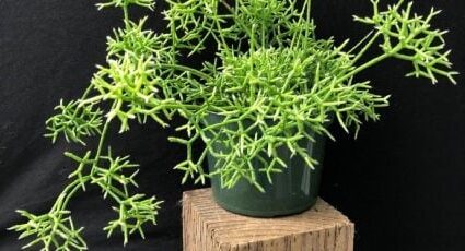 rhipsalis oreophila guia completa