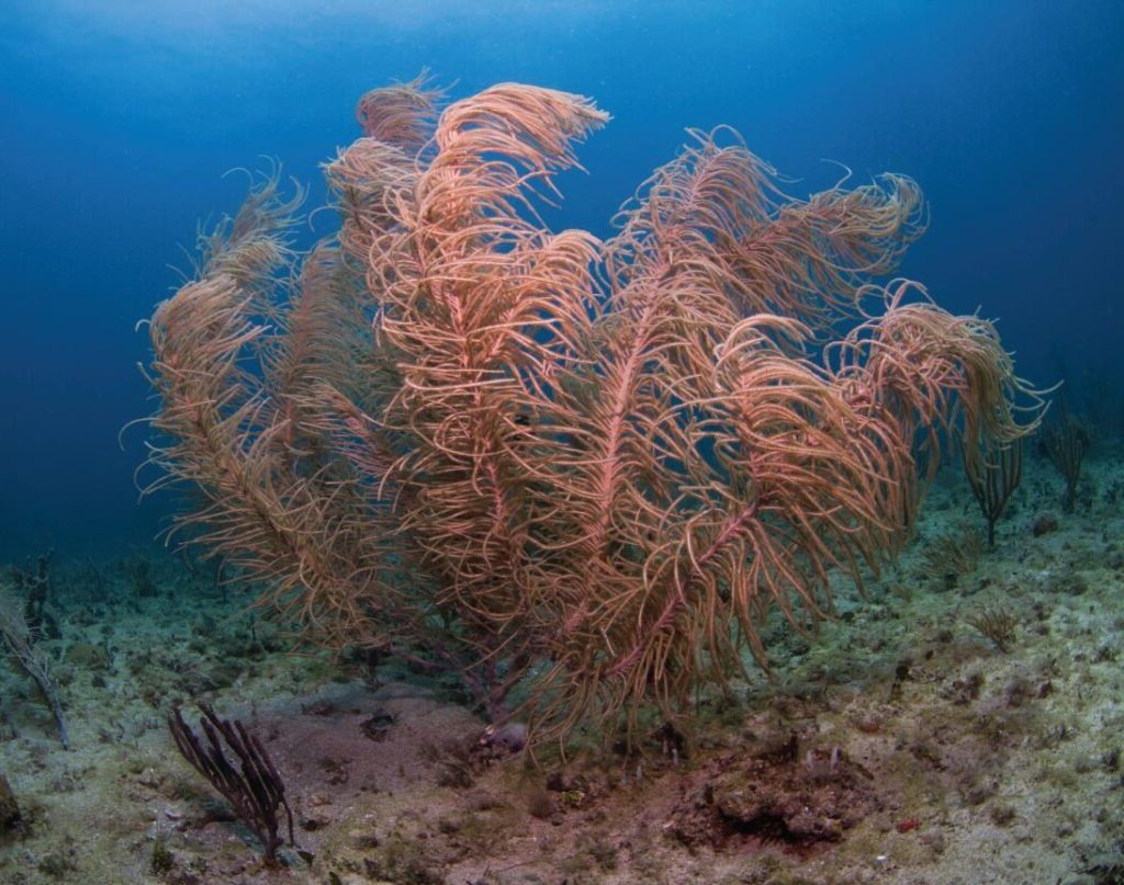 rhipsalis oreophila subsp patagonica guia de cuidados