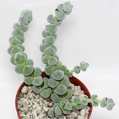 rhipsalis pacayensis guia completa