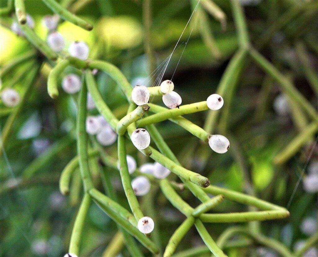 rhipsalis pariaensis guia completa