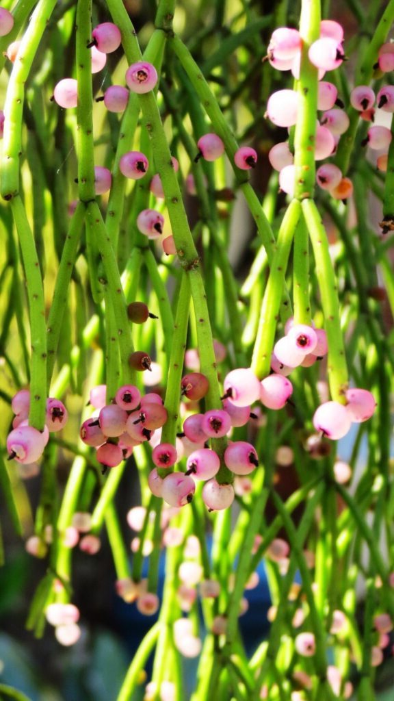 rhipsalis pectinata guia completa