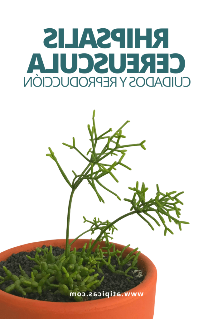 rhipsalis pendula cuidados y consejos