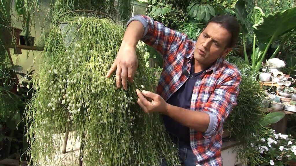 rhipsalis pinaster guia completa