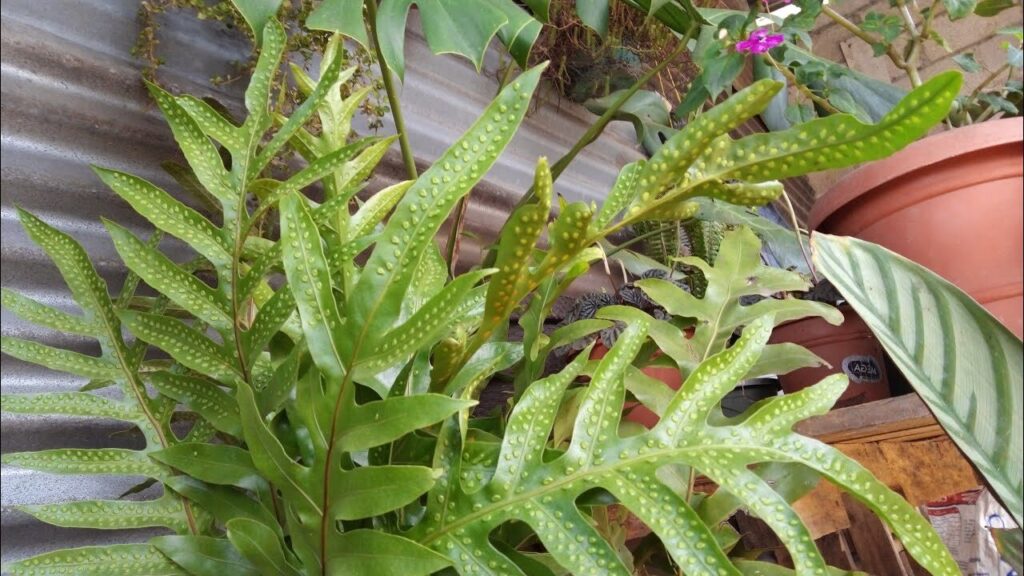 rhipsalis platyacantha guia completa