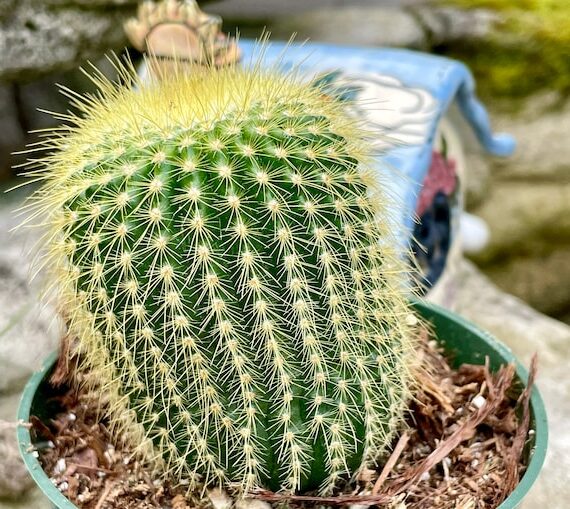 rhipsalis plumosa guia completa