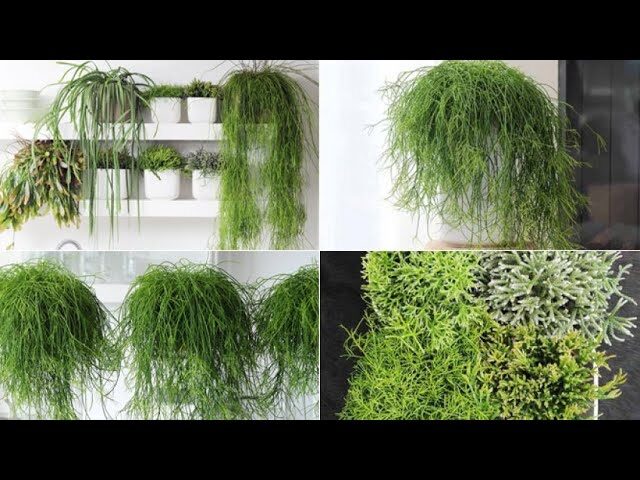 rhipsalis poissonii guia completa