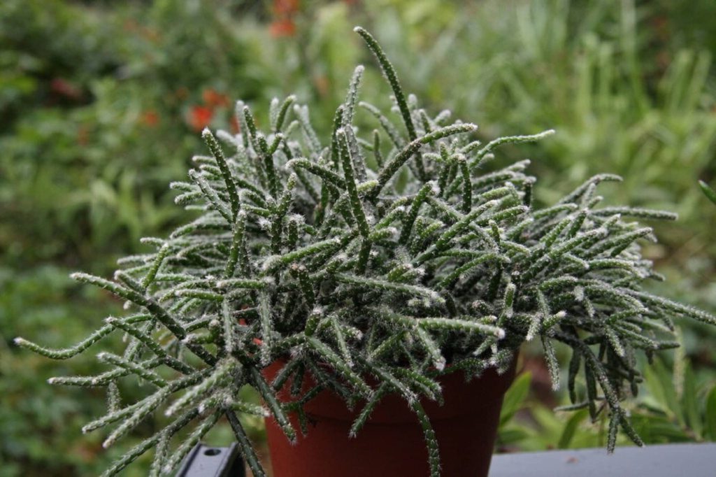 rhipsalis portillae guia completa