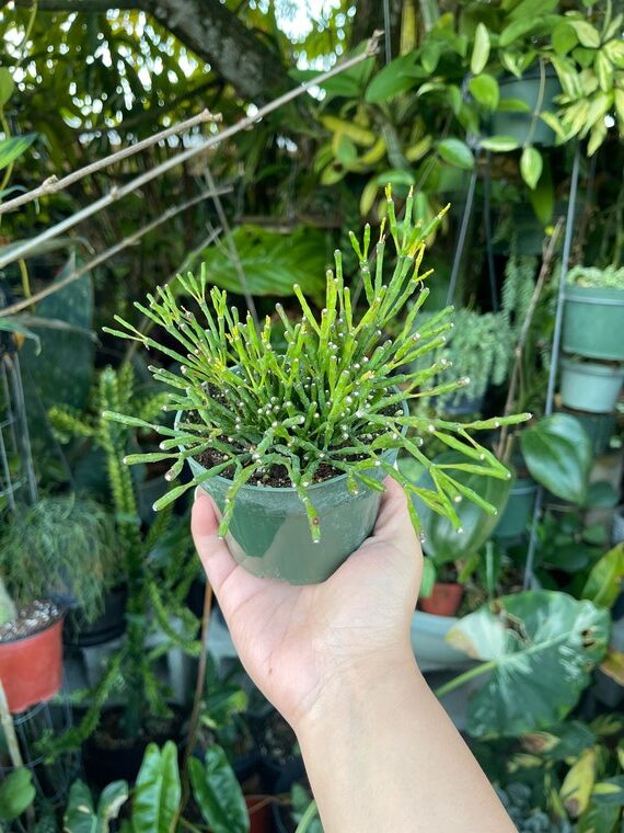 rhipsalis procumbens guia completa