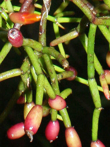 rhipsalis prostrata guia completa