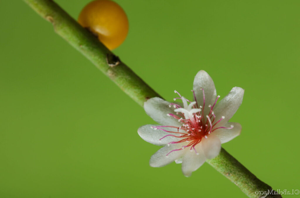 rhipsalis pseudodolichopetala guia completa