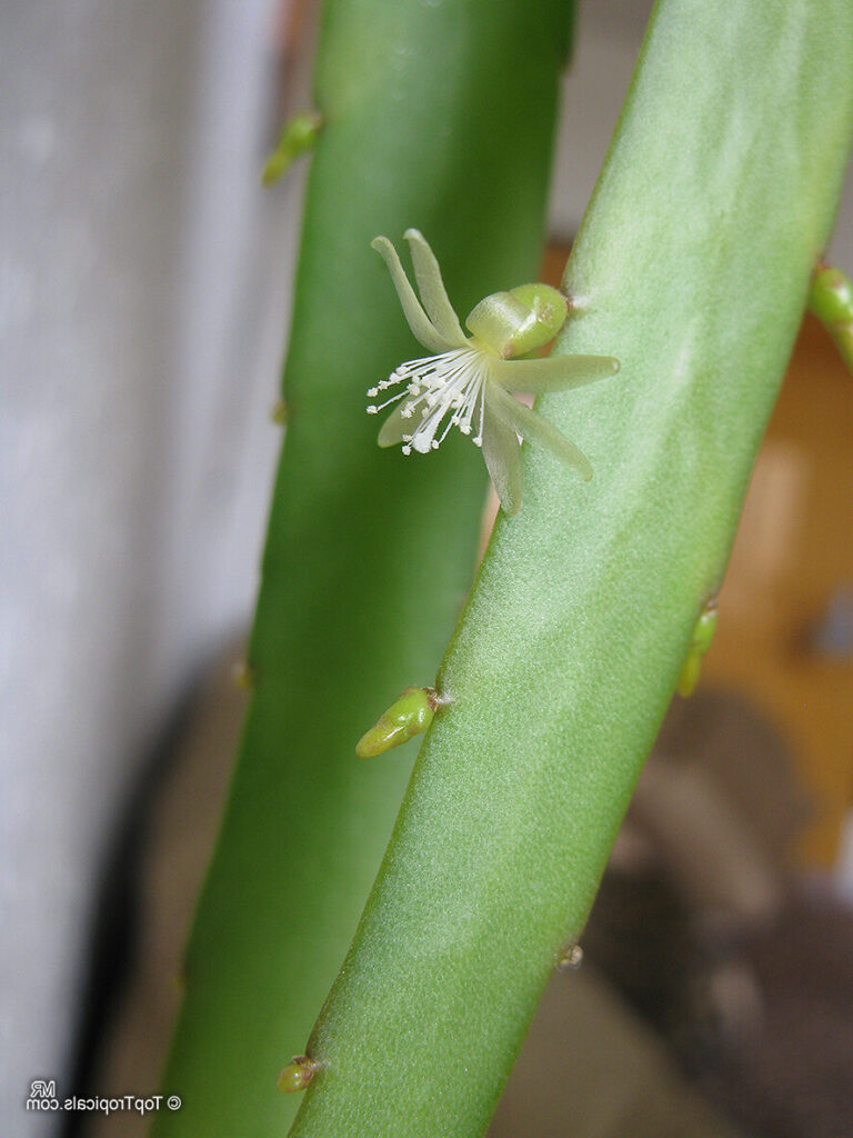 rhipsalis pseudohirsuta guia completa