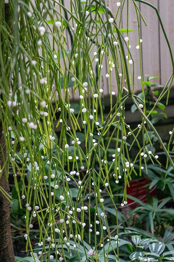 rhipsalis pulvinosa cuidados y consejos