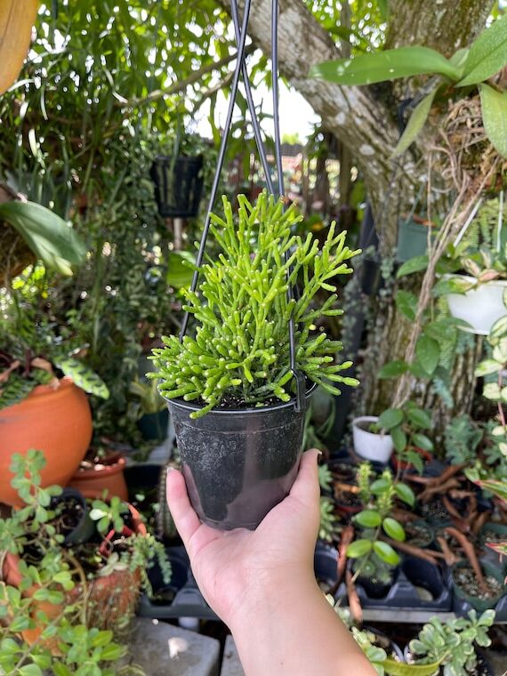 rhipsalis purpusii guia completa