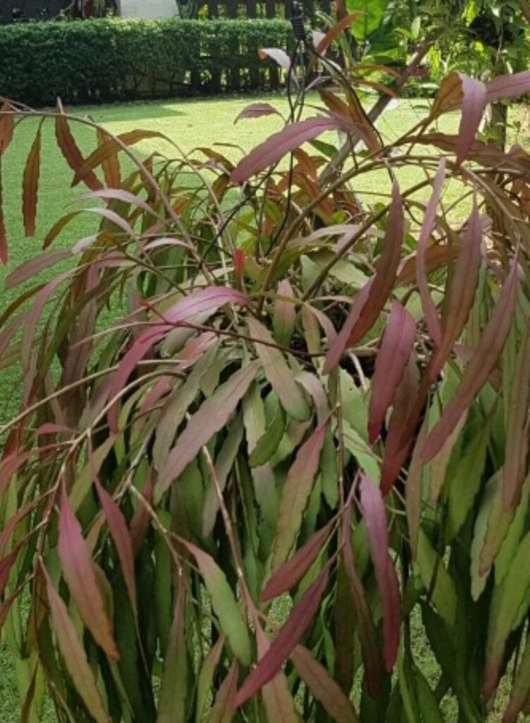 rhipsalis pygmaea guia completa