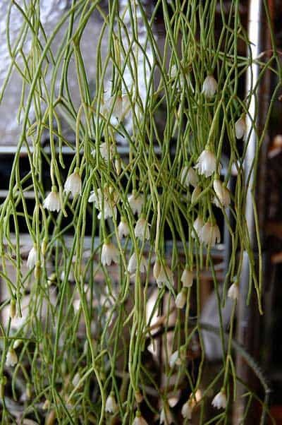 rhipsalis pyropetala guia completa