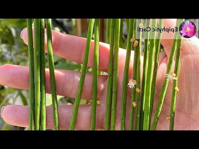 rhipsalis pythiophora guia completa