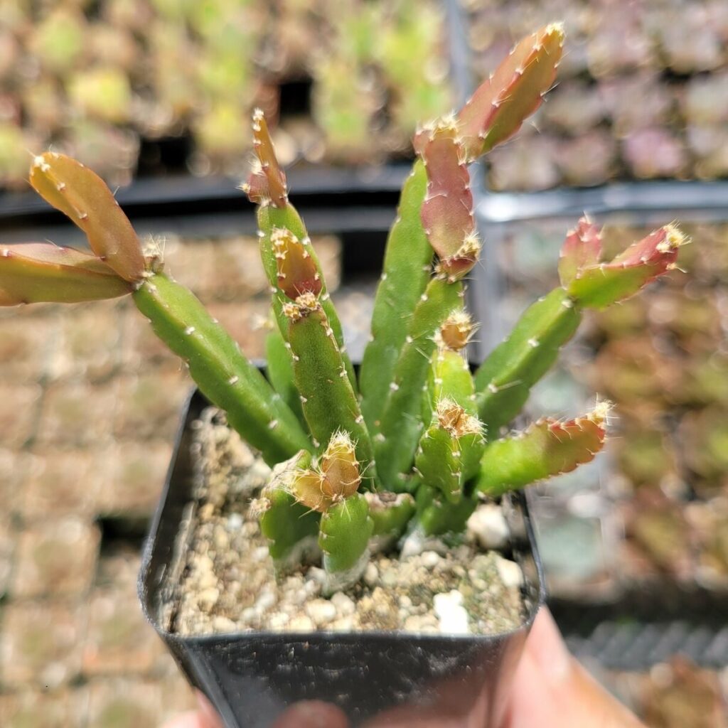 rhipsalis quadrangularis var striata guia completa