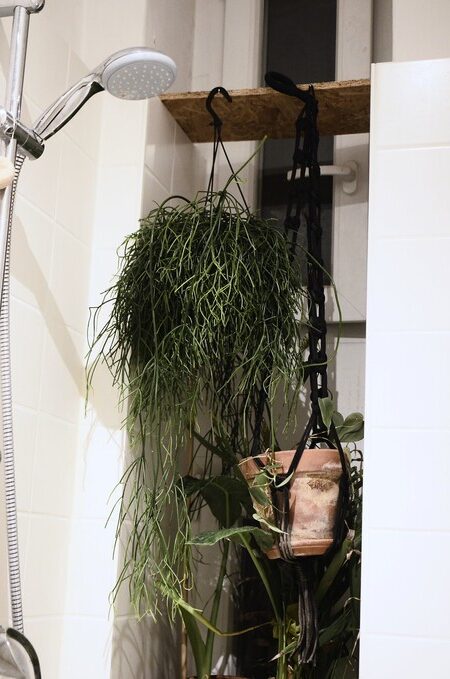 rhipsalis radicans cuidados y cultivo