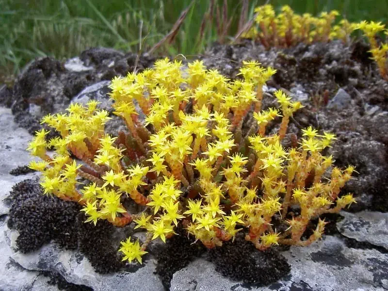 rhipsalis ramossissima guia completa