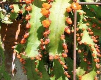 rhipsalis ramulosa guia completa