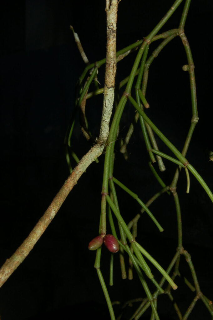 rhipsalis regeliana guia completa