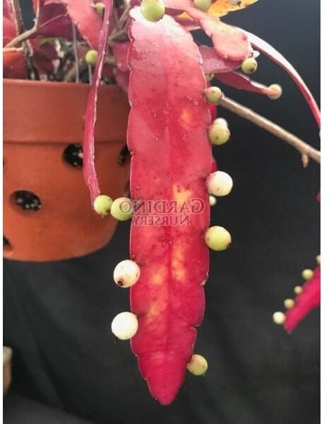 rhipsalis rettigiana guia basica