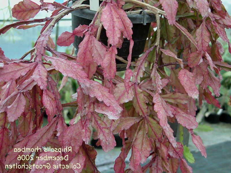 rhipsalis rhombea guia completa