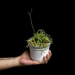 rhipsalis richertiana cuidados y caracteristicas