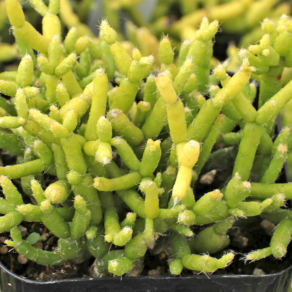 rhipsalis riograndensis guia completa