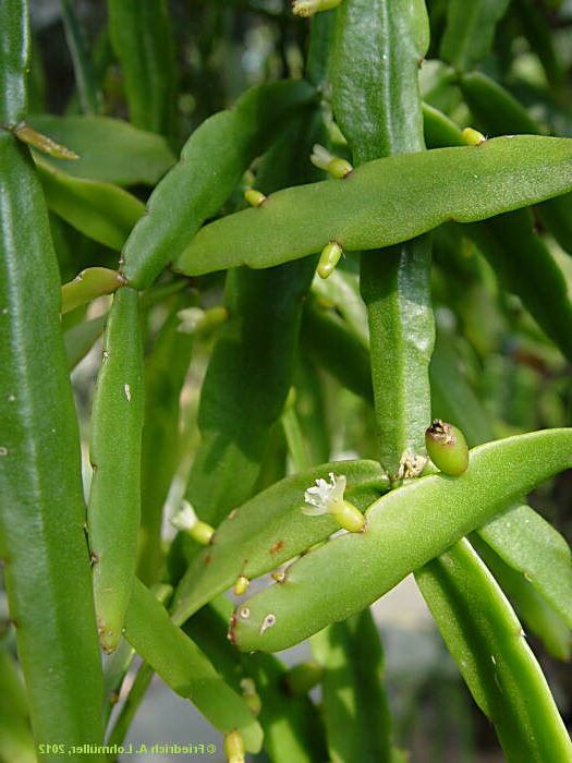 rhipsalis rochensis guia completa