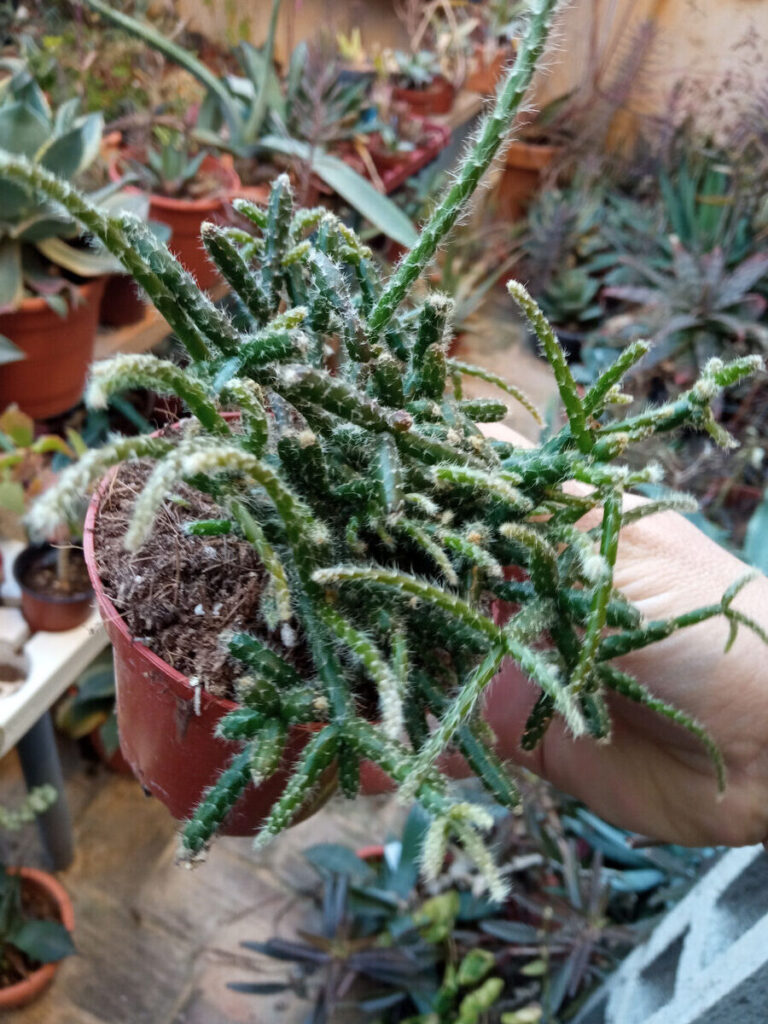 rhipsalis rolffii guia completa