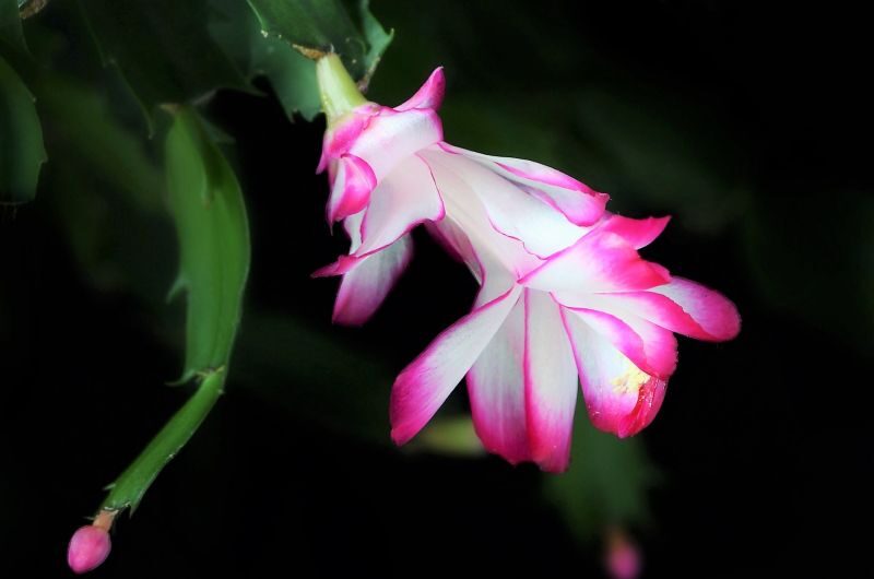 rhipsalis rosea guia completa