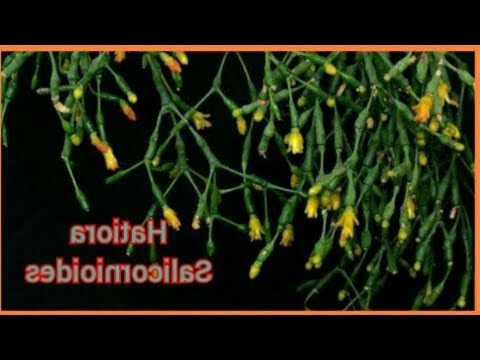 rhipsalis santaritensis guia completa