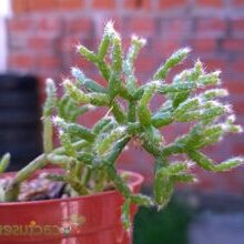 rhipsalis sclerophylla guia completa