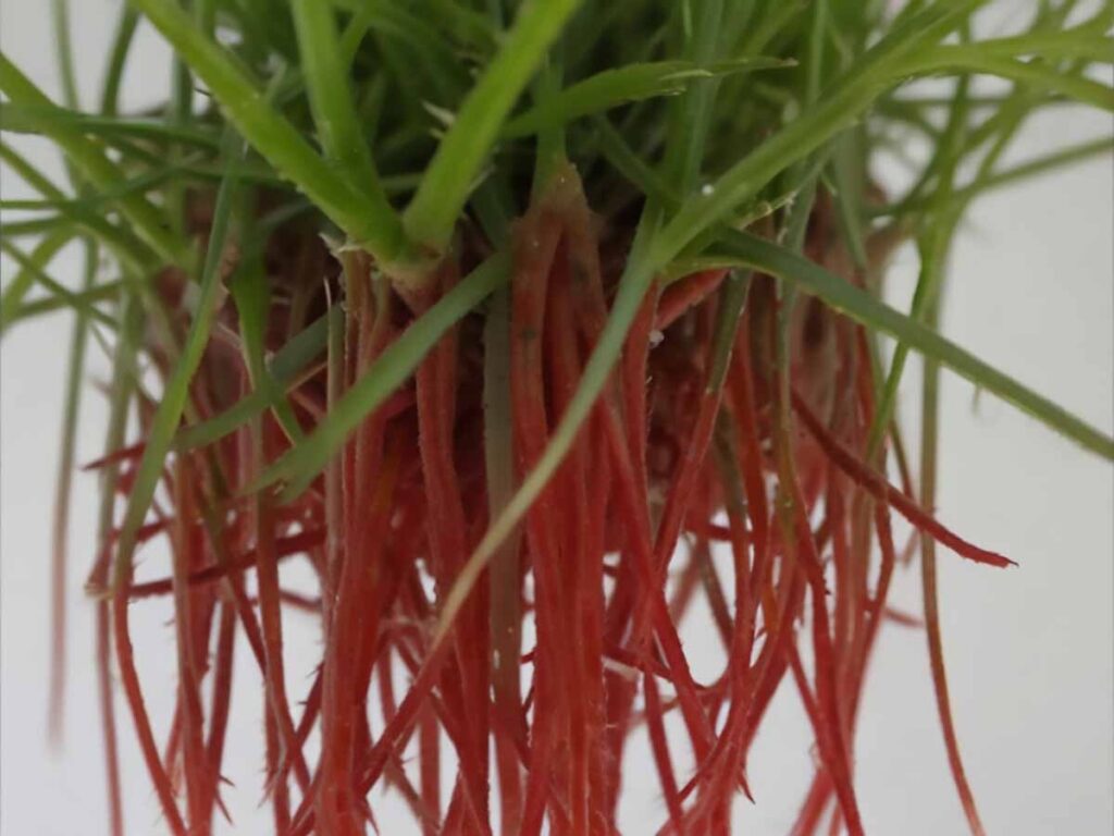 rhipsalis sclerorhiza guia completa