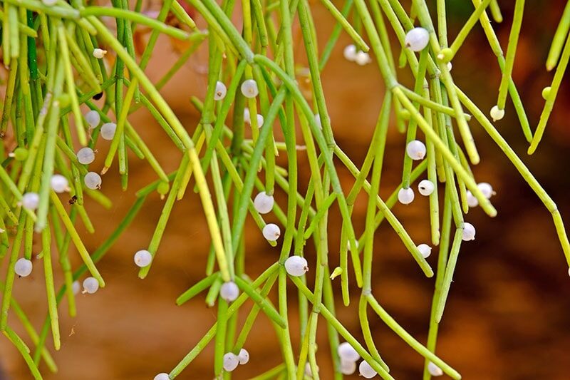 rhipsalis sellowii cuidados y cultivo