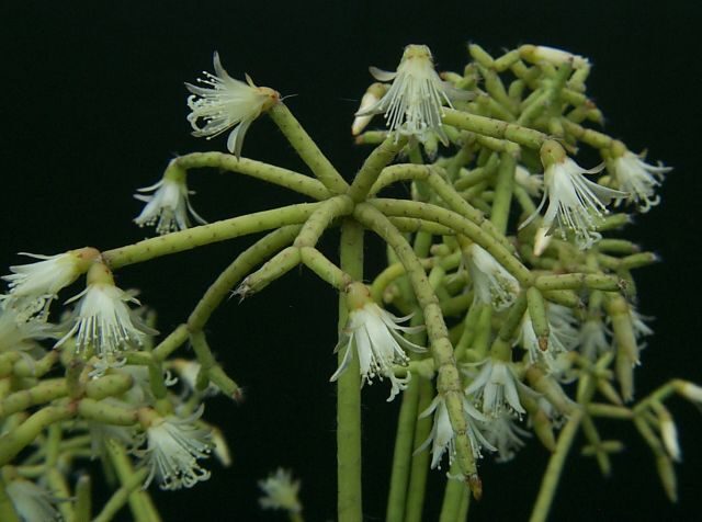 rhipsalis stenocarpa guia completa