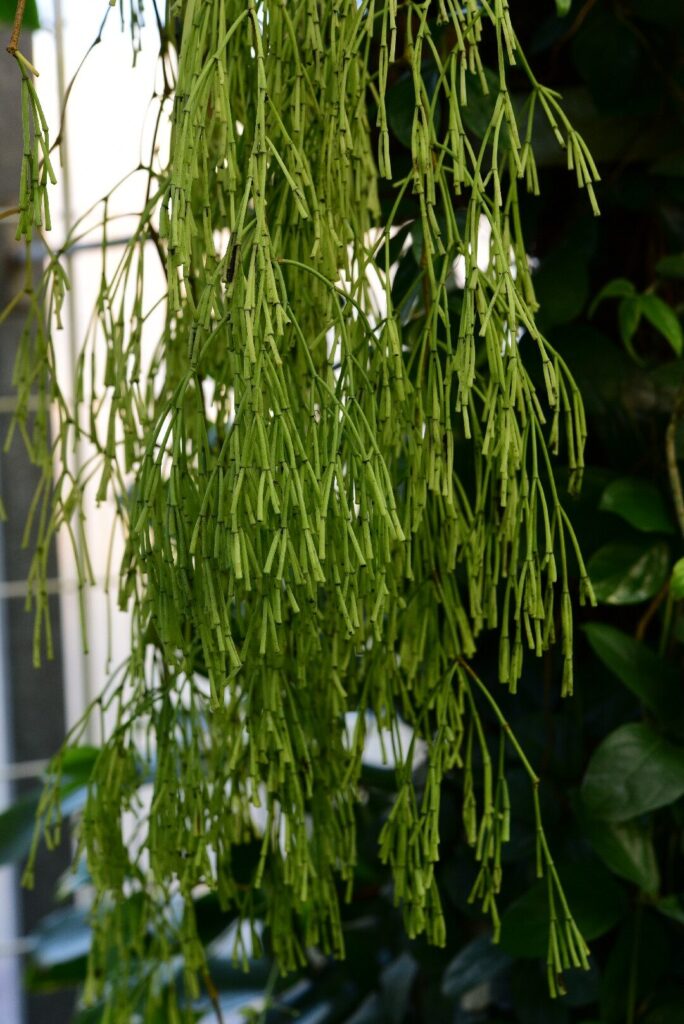 rhipsalis sulcata lepidura guia de cuidados