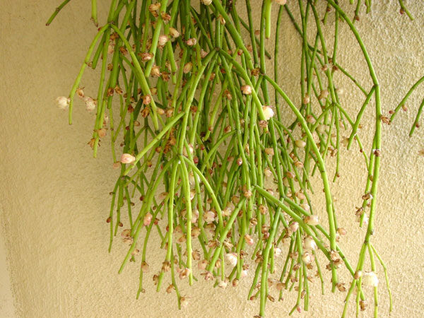 rhipsalis teres guia completa