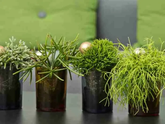 rhipsalis tetragona cuidados y cultivo