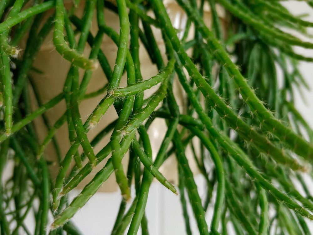 rhipsalis triangularis guia completa