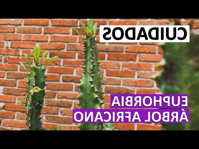 rhipsalis trigona cuidados y consejos