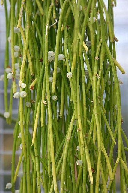 rhipsalis tuberculosa guia de cuidados y cultivo