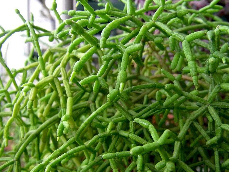 rhipsalis umbellata guia completa