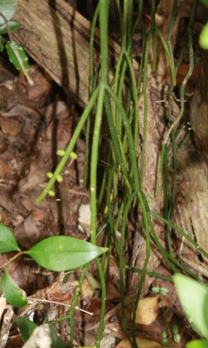 rhipsalis watsoniana guia completa