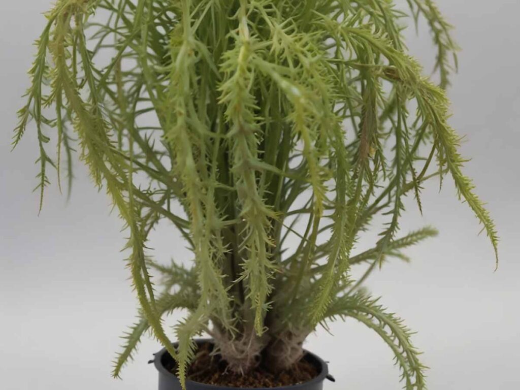 rhipsalis welwitschii cuidados y cultivo