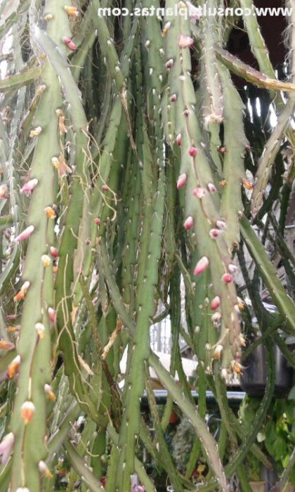 rhipsalis woodii cuidados y propagacion