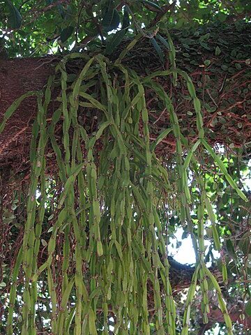 rhipsalis zehntneri guia completa